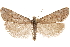  ( - CCDB-29464-E11)  @11 [ ] CreativeCommons - Attribution (2018) CBG Photography Group Centre for Biodiversity Genomics