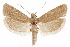  ( - CCDB-29464-F06)  @11 [ ] CreativeCommons - Attribution (2018) CBG Photography Group Centre for Biodiversity Genomics