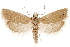  (Pelochrista kandana - CCDB-29464-F07)  @11 [ ] CreativeCommons - Attribution (2018) CBG Photography Group Centre for Biodiversity Genomics
