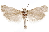  ( - CCDB-29464-F08)  @11 [ ] CreativeCommons - Attribution (2018) CBG Photography Group Centre for Biodiversity Genomics