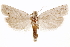  (Pelochrista larana - CCDB-29464-F09)  @11 [ ] CreativeCommons - Attribution (2018) CBG Photography Group Centre for Biodiversity Genomics