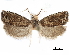  ( - CCDB-29464-G01)  @11 [ ] CreativeCommons - Attribution (2018) CBG Photography Group Centre for Biodiversity Genomics