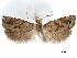  ( - CCDB-29464-G02)  @11 [ ] CreativeCommons - Attribution (2018) CBG Photography Group Centre for Biodiversity Genomics
