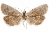  (Pelochrista murina - CCDB-29464-G05)  @11 [ ] CreativeCommons - Attribution (2018) CBG Photography Group Centre for Biodiversity Genomics