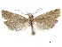  (Pelochrista occipitana - CCDB-29464-G06)  @11 [ ] CreativeCommons - Attribution (2018) CBG Photography Group Centre for Biodiversity Genomics