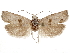  (Pelochrista mojaveana - CCDB-29464-G07)  @11 [ ] CreativeCommons - Attribution (2018) CBG Photography Group Centre for Biodiversity Genomics