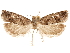  (Pelochrista olivacea - CCDB-29464-G09)  @14 [ ] CreativeCommons - Attribution (2018) CBG Photography Group Centre for Biodiversity Genomics