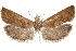  (Pelochrista opleri - CCDB-29464-G10)  @11 [ ] CreativeCommons - Attribution (2018) CBG Photography Group Centre for Biodiversity Genomics