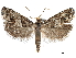  ( - CCDB-29464-H01)  @15 [ ] CreativeCommons - Attribution (2018) CBG Photography Group Centre for Biodiversity Genomics
