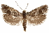  ( - CCDB-29464-H02)  @15 [ ] CreativeCommons - Attribution (2018) CBG Photography Group Centre for Biodiversity Genomics