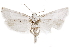  (Pelochrista piperata - CCDB-29464-H03)  @11 [ ] CreativeCommons - Attribution (2018) CBG Photography Group Centre for Biodiversity Genomics