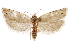  ( - CCDB-29464-H05)  @11 [ ] CreativeCommons - Attribution (2018) CBG Photography Group Centre for Biodiversity Genomics