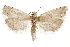  ( - CCDB-29464-H06)  @11 [ ] CreativeCommons - Attribution (2018) CBG Photography Group Centre for Biodiversity Genomics