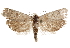  ( - CCDB-29464-H09)  @11 [ ] CreativeCommons - Attribution (2018) CBG Photography Group Centre for Biodiversity Genomics