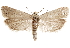  ( - CCDB-29464-H10)  @11 [ ] CreativeCommons - Attribution (2018) CBG Photography Group Centre for Biodiversity Genomics