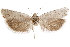  ( - CCDB-29464-H11)  @11 [ ] CreativeCommons - Attribution (2018) CBG Photography Group Centre for Biodiversity Genomics