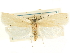  (Peleopoda - CCDB-29465-B07)  @11 [ ] CreativeCommons - Attribution (2018) CBG Photography Group Centre for Biodiversity Genomics