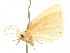  ( - CCDB-29465-B08)  @11 [ ] CreativeCommons - Attribution (2018) CBG Photography Group Centre for Biodiversity Genomics
