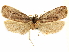  (Cryptolechia semibrunnea - CCDB-29465-B09)  @11 [ ] CreativeCommons - Attribution (2018) CBG Photography Group Centre for Biodiversity Genomics