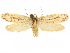  ( - CCDB-29465-B11)  @11 [ ] CreativeCommons - Attribution (2018) CBG Photography Group Centre for Biodiversity Genomics