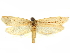  (Pseudethmia - CCDB-29465-B12)  @11 [ ] CreativeCommons - Attribution (2018) CBG Photography Group Centre for Biodiversity Genomics