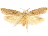  ( - CCDB-29465-C01)  @11 [ ] CreativeCommons - Attribution (2018) CBG Photography Group Centre for Biodiversity Genomics