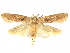  ( - CCDB-29465-C02)  @11 [ ] CreativeCommons - Attribution (2018) CBG Photography Group Centre for Biodiversity Genomics