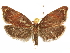  ( - CCDB-29465-C03)  @14 [ ] CreativeCommons - Attribution (2018) CBG Photography Group Centre for Biodiversity Genomics