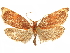  ( - CCDB-29465-C04)  @11 [ ] CreativeCommons - Attribution (2018) CBG Photography Group Centre for Biodiversity Genomics
