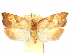  ( - CCDB-29465-D04)  @11 [ ] CreativeCommons - Attribution (2018) CBG Photography Group Centre for Biodiversity Genomics