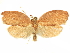  ( - CCDB-29465-D09)  @11 [ ] CreativeCommons - Attribution (2018) CBG Photography Group Centre for Biodiversity Genomics