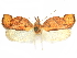  (Gonionota amauroptera - CCDB-29465-D12)  @11 [ ] CreativeCommons - Attribution (2018) CBG Photography Group Centre for Biodiversity Genomics