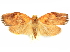  (Gonionota bourquini - CCDB-29465-E02)  @11 [ ] CreativeCommons - Attribution (2018) CBG Photography Group Centre for Biodiversity Genomics