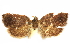  ( - CCDB-29465-E03)  @11 [ ] CreativeCommons - Attribution (2018) CBG Photography Group Centre for Biodiversity Genomics