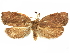  (Gonionota charagma - CCDB-29465-E04)  @11 [ ] CreativeCommons - Attribution (2018) CBG Photography Group Centre for Biodiversity Genomics