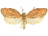 (Gonionota citronota - CCDB-29465-E05)  @11 [ ] CreativeCommons - Attribution (2018) CBG Photography Group Centre for Biodiversity Genomics