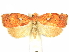  (Gonionota comastis - CCDB-29465-E07)  @11 [ ] CreativeCommons - Attribution (2018) CBG Photography Group Centre for Biodiversity Genomics