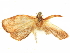  ( - CCDB-29465-E09)  @11 [ ] CreativeCommons - Attribution (2018) CBG Photography Group Centre for Biodiversity Genomics