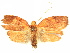  (Gonionota determinata - CCDB-29465-E10)  @11 [ ] CreativeCommons - Attribution (2018) CBG Photography Group Centre for Biodiversity Genomics