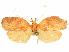  (Gonionota dissita - CCDB-29465-F01)  @11 [ ] CreativeCommons - Attribution (2018) CBG Photography Group Centre for Biodiversity Genomics