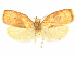  ( - CCDB-29465-F03)  @11 [ ] CreativeCommons - Attribution (2018) CBG Photography Group Centre for Biodiversity Genomics