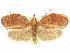  (Gonionota eremia - CCDB-29465-F04)  @11 [ ] CreativeCommons - Attribution (2018) CBG Photography Group Centre for Biodiversity Genomics