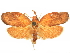  ( - CCDB-29465-F08)  @11 [ ] CreativeCommons - Attribution (2018) CBG Photography Group Centre for Biodiversity Genomics
