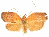  ( - CCDB-29465-F09)  @11 [ ] CreativeCommons - Attribution (2018) CBG Photography Group Centre for Biodiversity Genomics