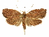  ( - CCDB-29465-F12)  @11 [ ] CreativeCommons - Attribution (2018) CBG Photography Group Centre for Biodiversity Genomics