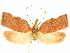  (Gonionota insulana - CCDB-29465-G02)  @11 [ ] CreativeCommons - Attribution (2018) CBG Photography Group Centre for Biodiversity Genomics