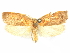  (Gonionota ioleuca - CCDB-29465-G04)  @11 [ ] CreativeCommons - Attribution (2018) CBG Photography Group Centre for Biodiversity Genomics