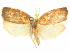  ( - CCDB-29465-G05)  @11 [ ] CreativeCommons - Attribution (2018) CBG Photography Group Centre for Biodiversity Genomics