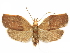  (Gonionota leucoporpa - CCDB-29465-G09)  @11 [ ] CreativeCommons - Attribution (2018) CBG Photography Group Centre for Biodiversity Genomics