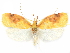  ( - CCDB-29465-H01)  @11 [ ] CreativeCommons - Attribution (2018) CBG Photography Group Centre for Biodiversity Genomics